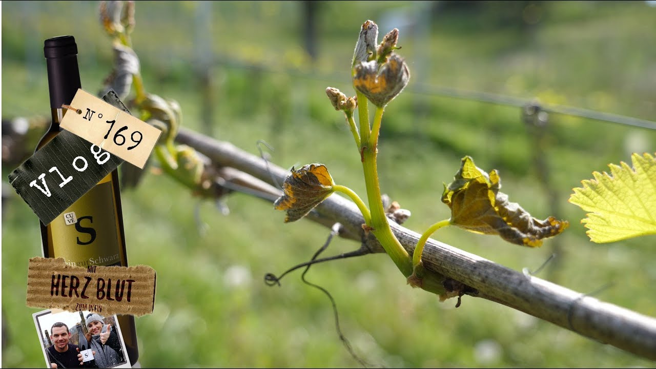 So sieht es nach dem Frost aus!!! | mit Herzblut zum Wein Vlog #169