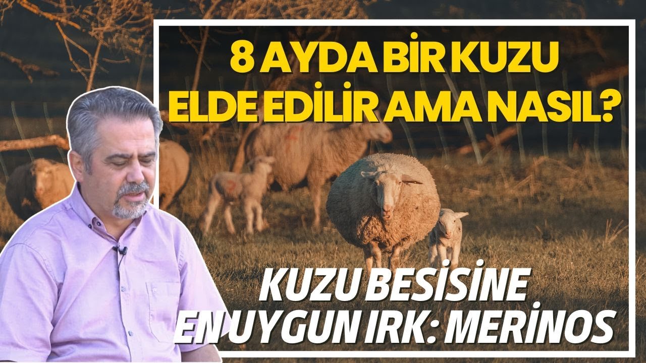8 Ayda Bir Kuzu Elde Edilir Ama Nasıl? / Kuzu Besisine En Uygun Irk: Merinos