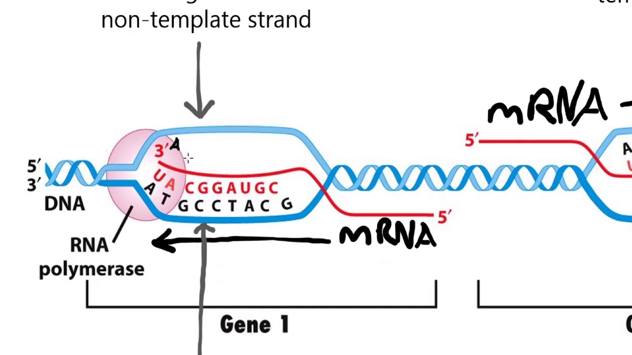 Coding Non-Coding Sense Antisense Template and Non-Template Strands