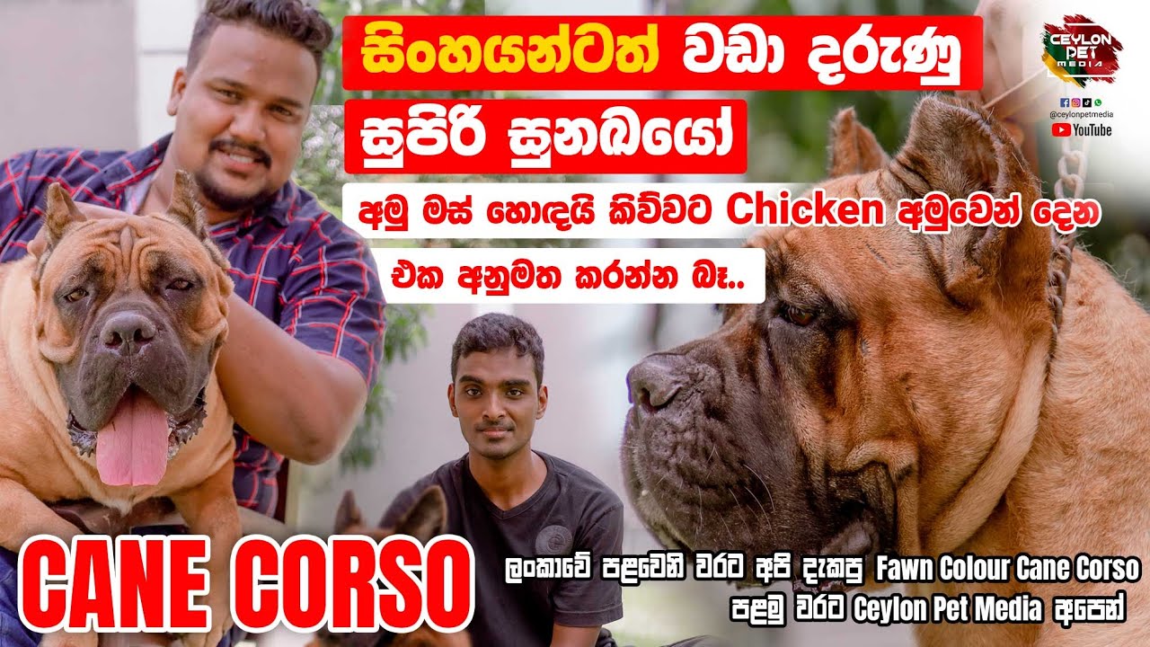 සිංහයන්ටත් වඩා ධරුණු සුපිරි සුනඛයෝ  | Fawn color cane corso | Ceylon Pet Media | Imperial Pride