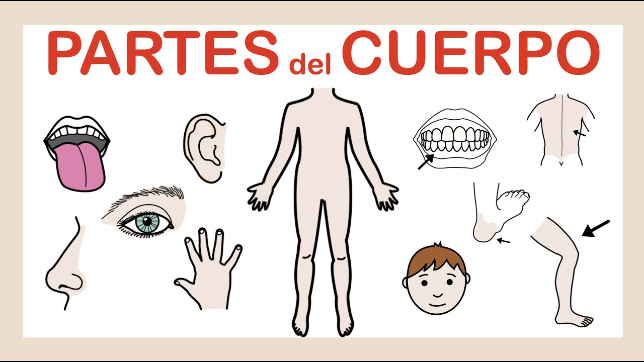 PARTES del CUERPO 👅👁 Vocabulario🦶🏽👄 ARASAAC
