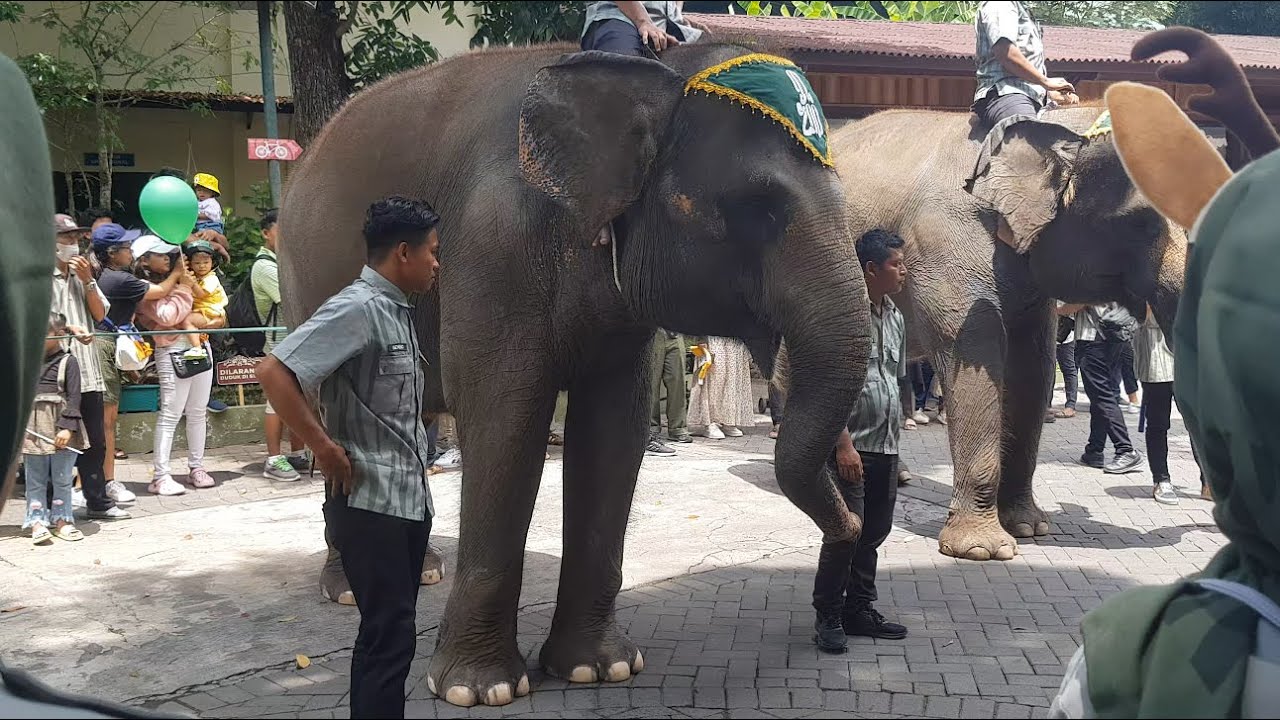 GAJAH DAN SINGA ada di kebun Binatang Gaess.... Kebun Binatang