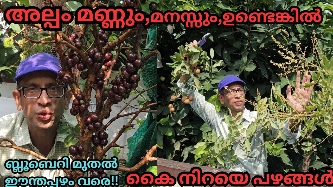 കുല കണക്ക് പഴങ്ങൾ..എളുപ്പത്തിൽ,നടാം റീപ്പോട്ട് ചെയ്യാം, ലെയർ ചെയ്യാം..#plants#fruits#repotting#layer