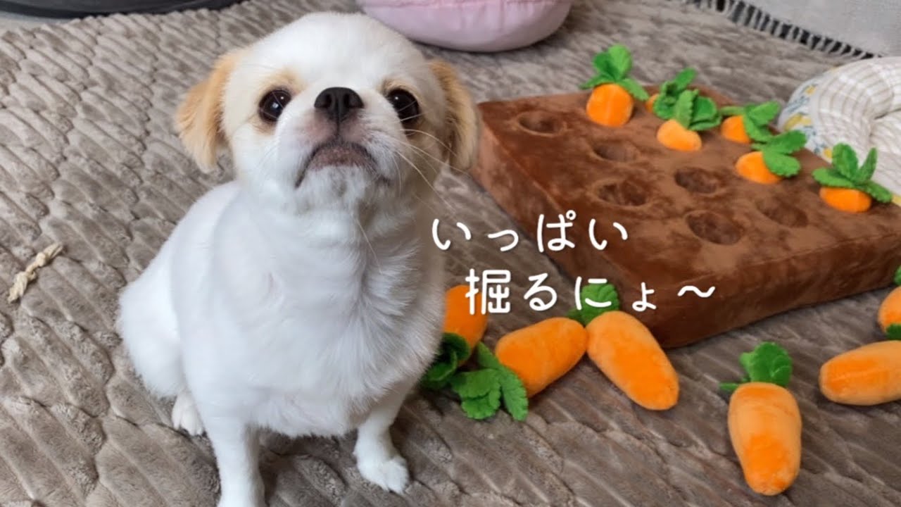 知育おもちゃなのに、途中から知育とか関係なくなっちゃった（癒し）