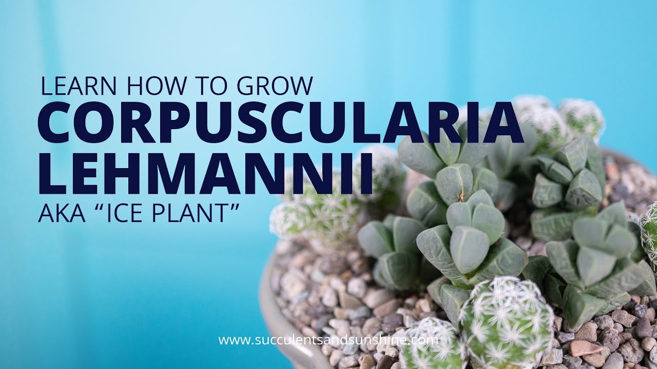 Corpuscularia lehmannii 