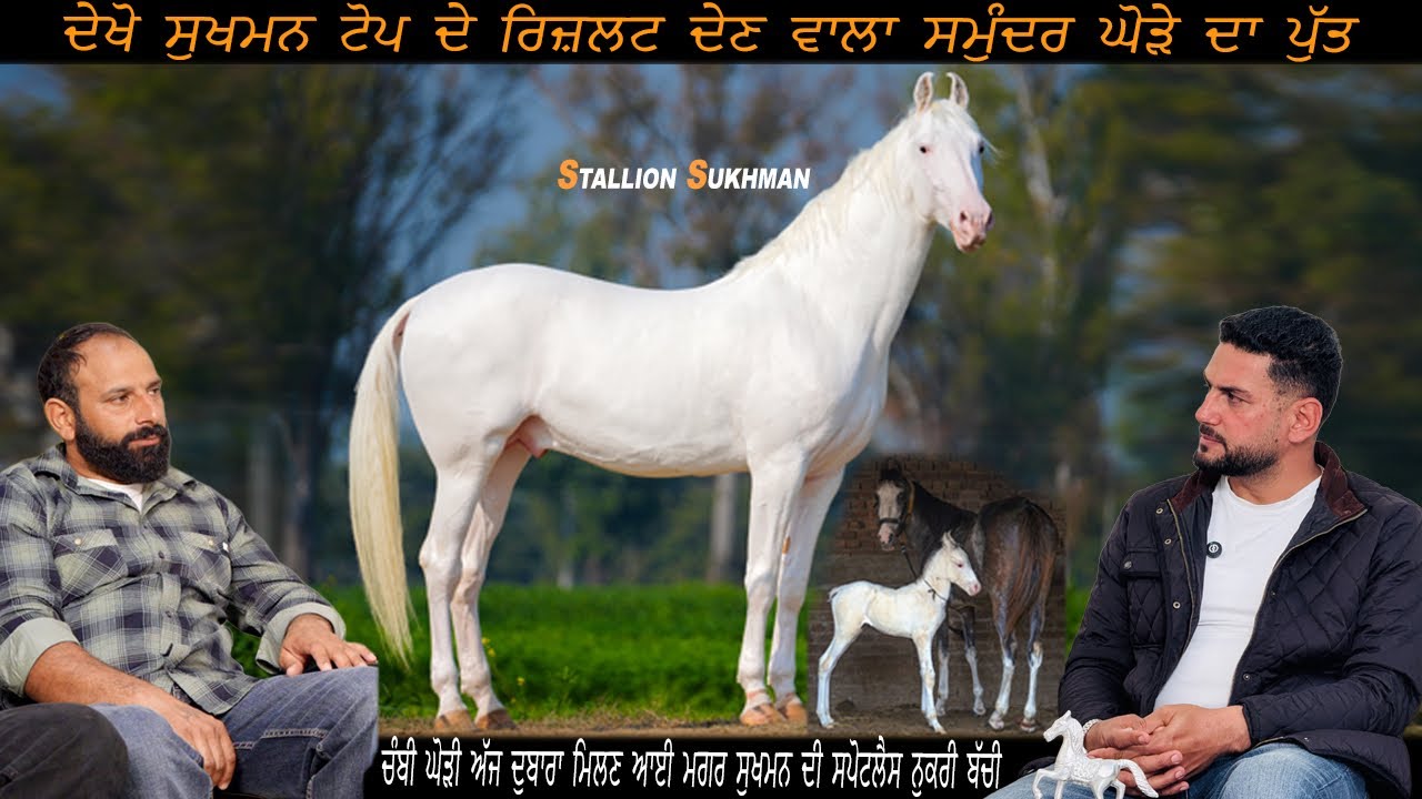 Stallion Sukhman 68” ਦੇਖੋ ਸੁਖਮਨ ਟੋਪ ਦੇ ਰਿਜ਼ਲਟ ਦੇਣ ਵਾਲਾ ਸਮੁੰਦਰ ਘੋੜੇ ਦਾ ਪੁੱਤ #beanttulewal 