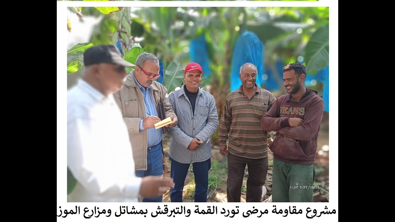 مشروع مقاومة مرضى تورد القمة و التبرقش بمشاتل ومزارع الموز