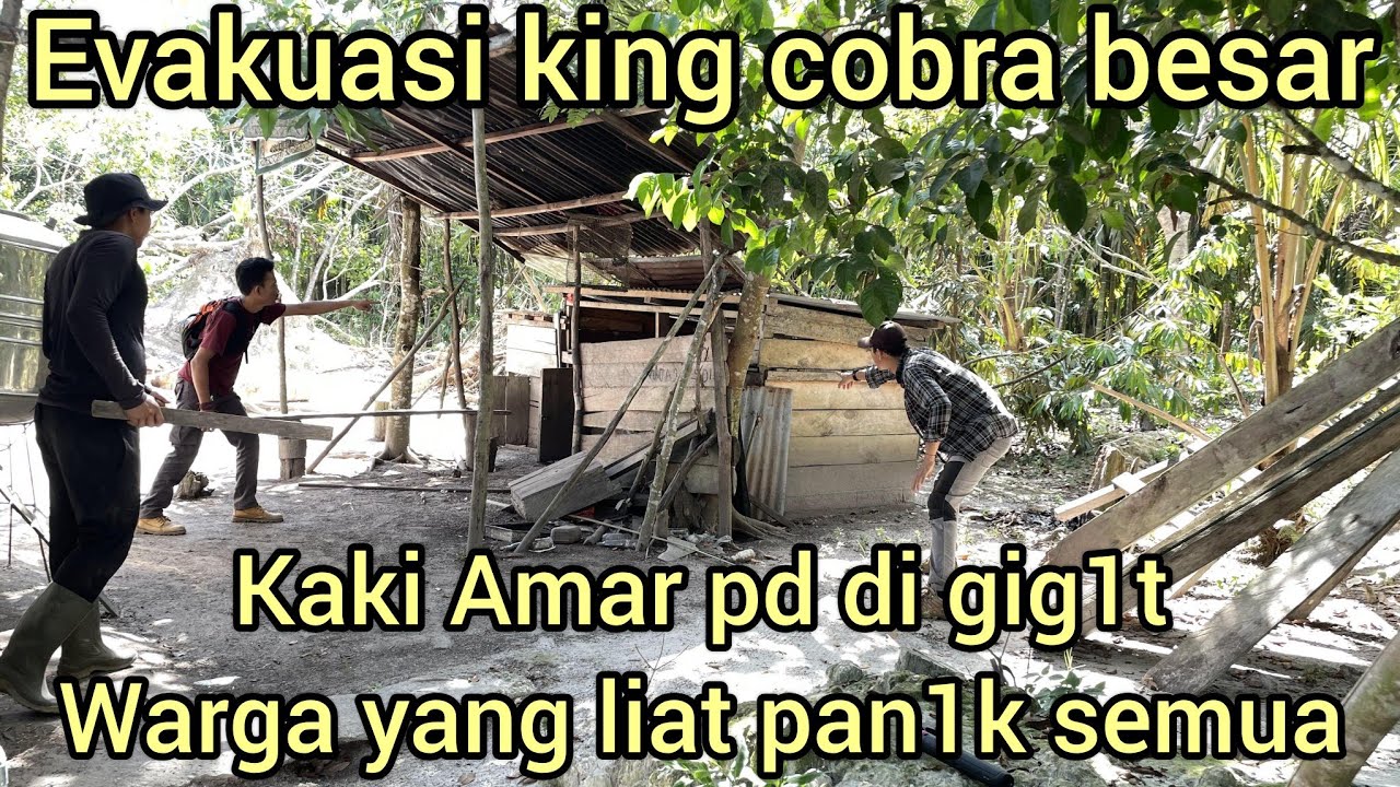 EVAKUASI MENGERIK4N KAKI AMAR PD DI GIG1T ULAR KING COBRA BESAR SAAT PENARIKAN DARI KANDANG AYAM