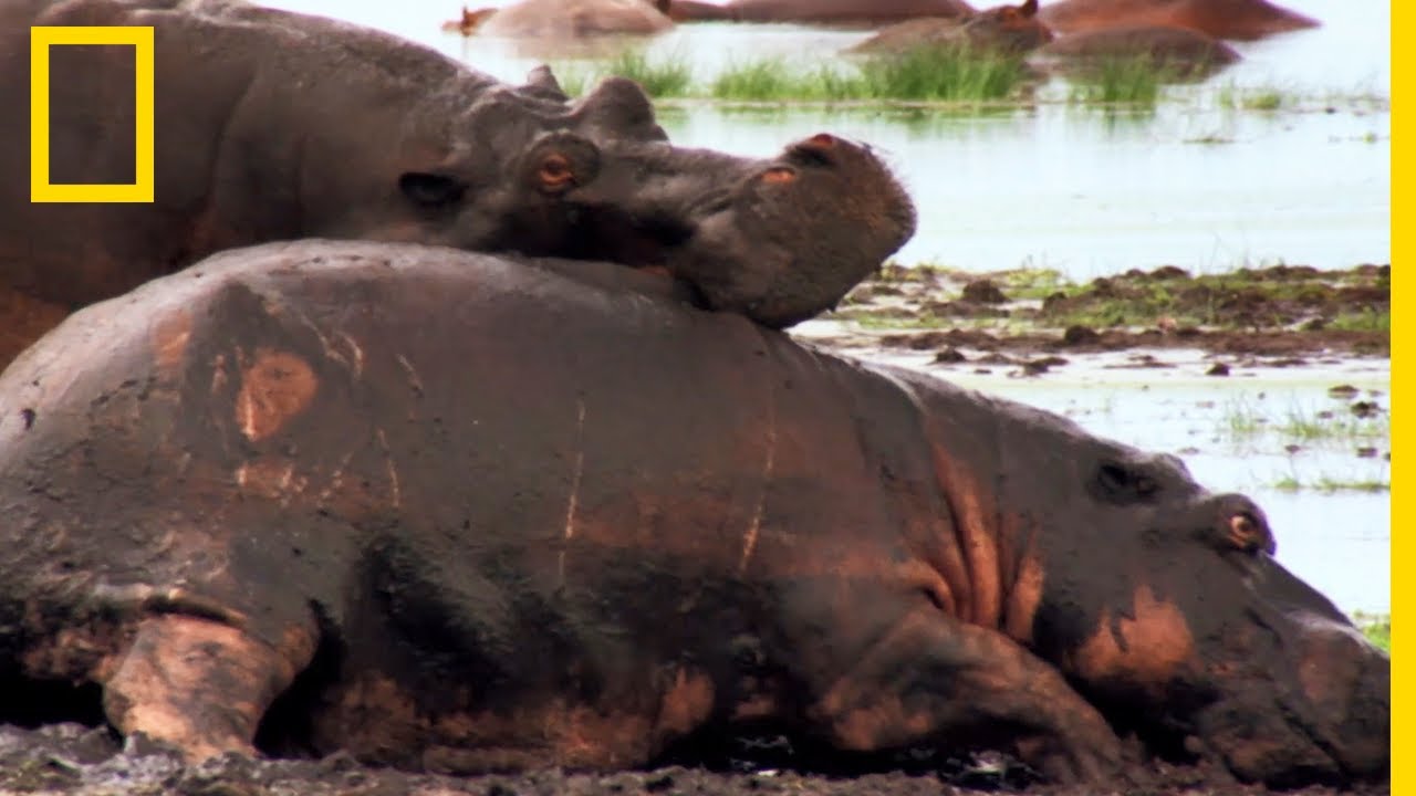 L'hippopotame, dangereux poids lourd