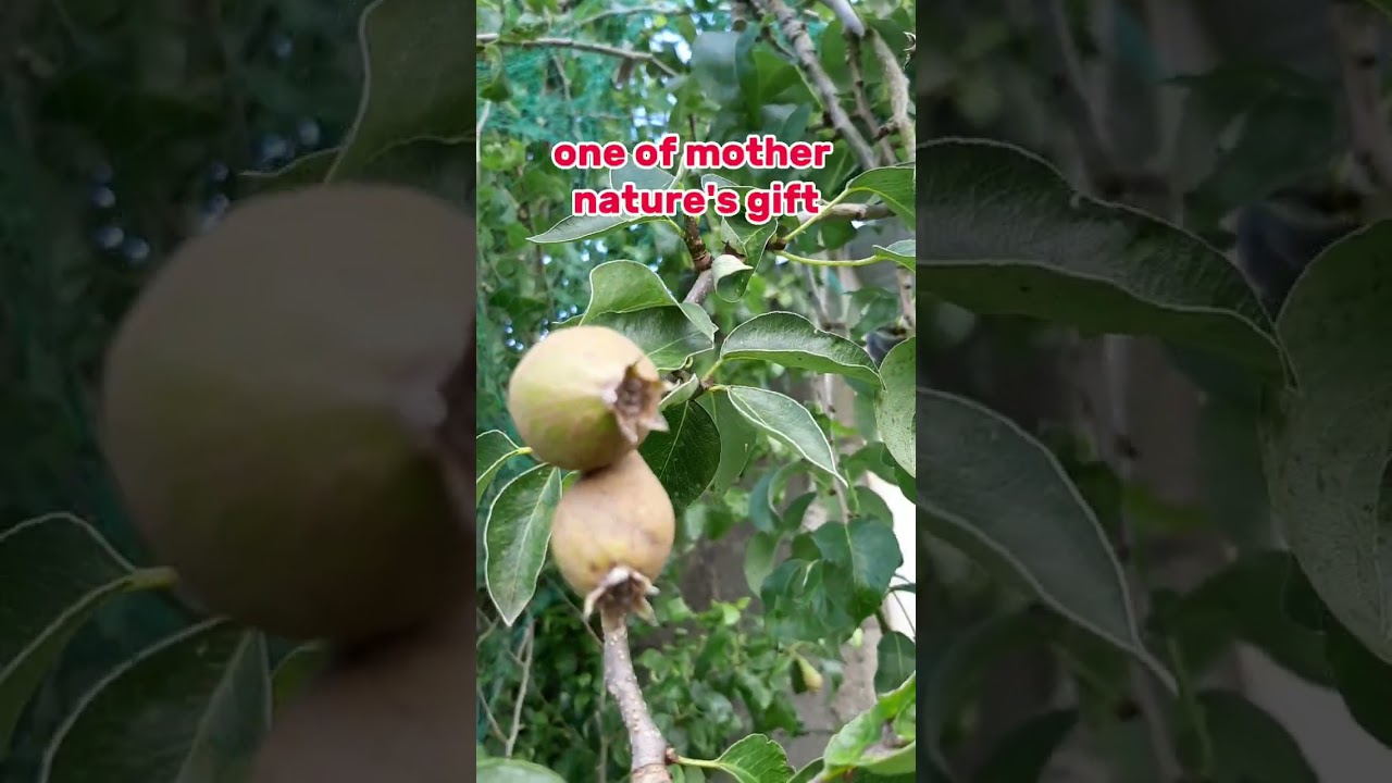 YOU CAN'T GET ENOUGH OF THESE FRESH AND ORGANIC PEARS
