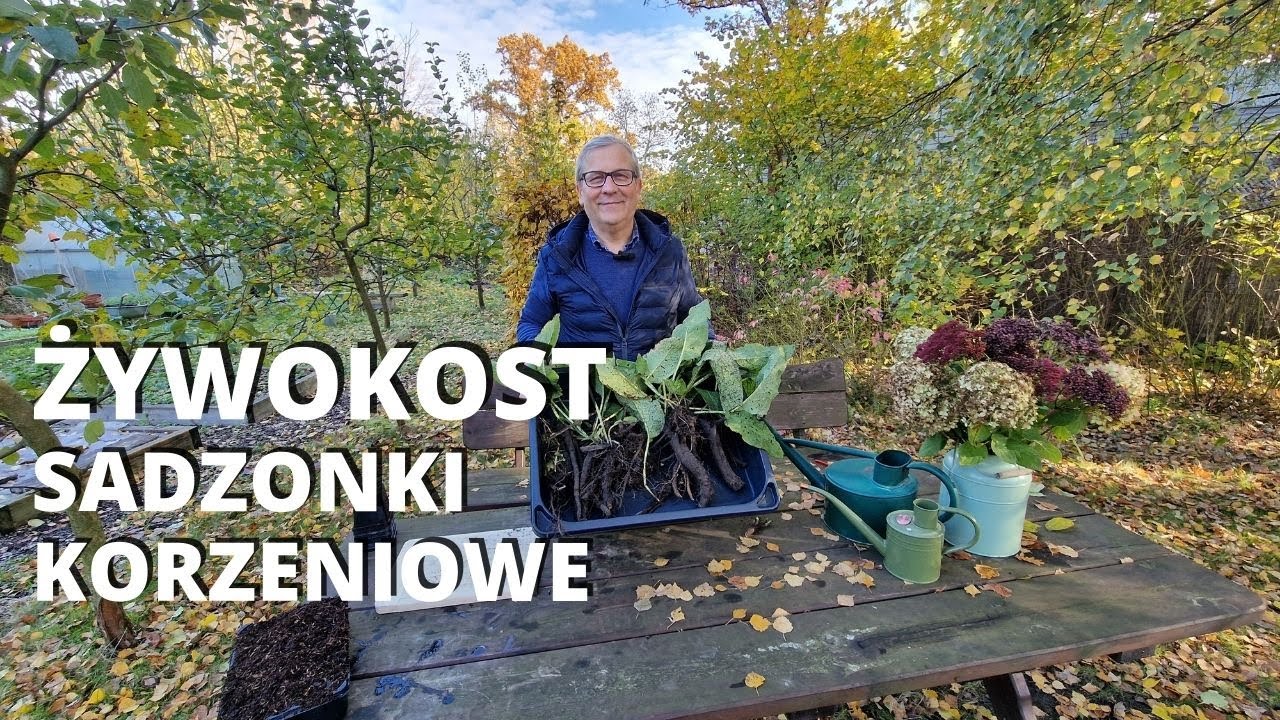 Rozmnażanie żywokostu przez sadzonki korzeniowe. Sadzonki korzeniowe.