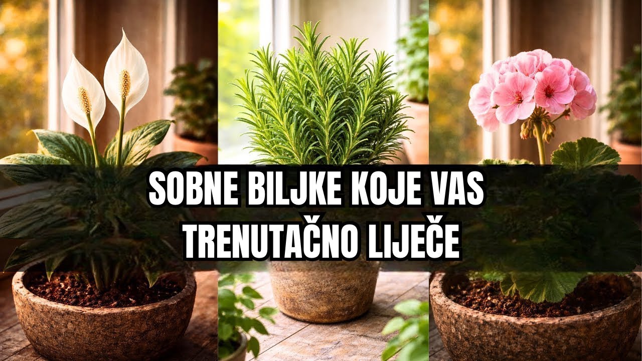 Deset Sobnih Biljaka Koje Će Trenutačno Transformirati Vaše Zdravlje