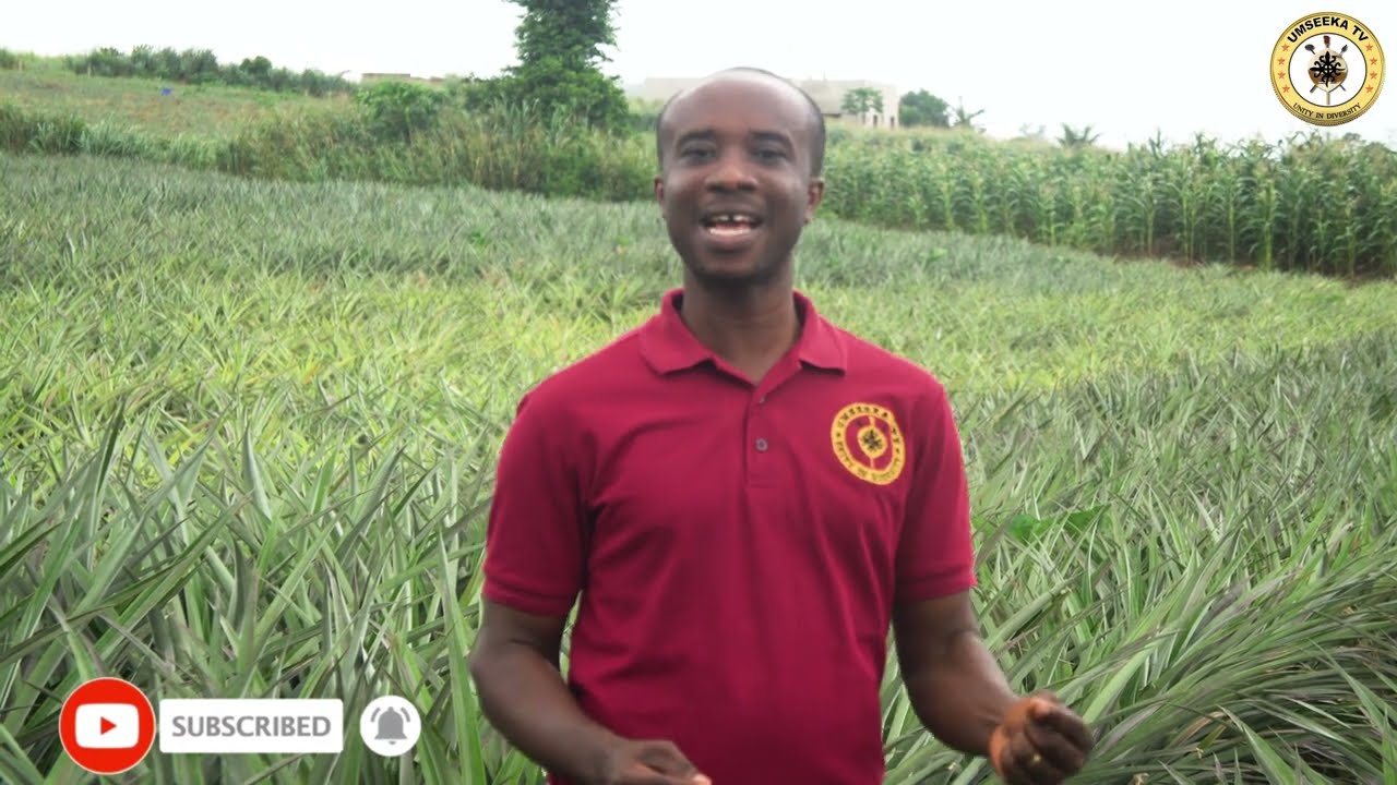 Secrets of Pineapple Production (Akwapim Plains-Ghana) UmseekaTV