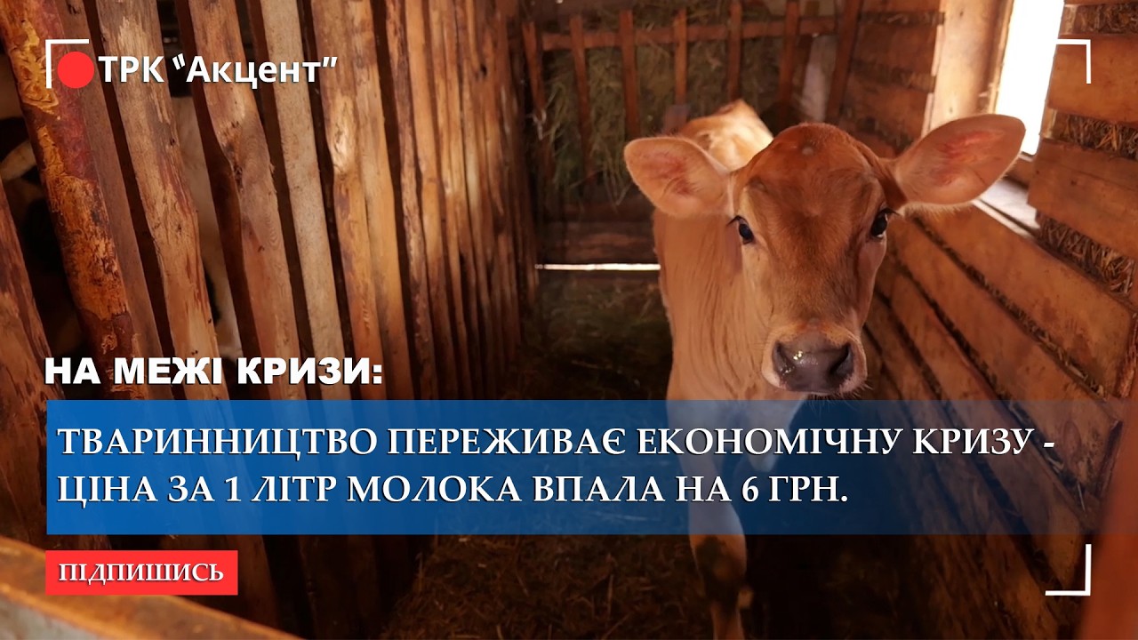 Галузь тваринництва Шосткинщини – на межі економічної кризи: ціна за 1 літр молока впала на 6 грн