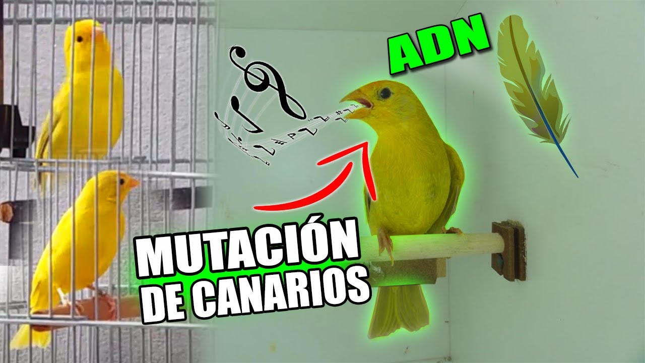 CANTO DE UN CANARIO CRIOLLO  CON MUTACI&Oacute;N/ SICALIS FLAVEOLA