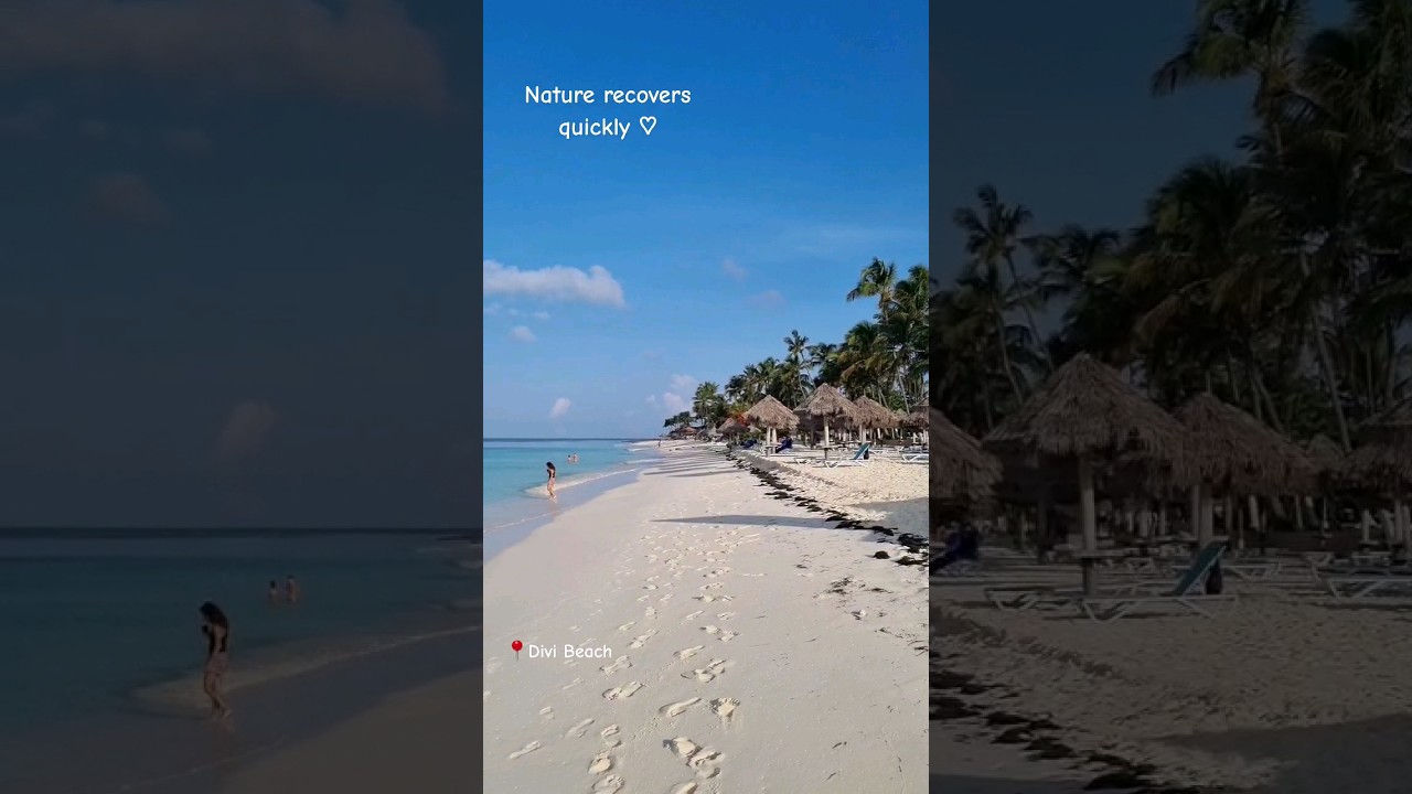 🇦🇼 #aruba Divi Beach #calm #waves #beautiful #caribbean #nature #travel #viral #shorts #relaxing