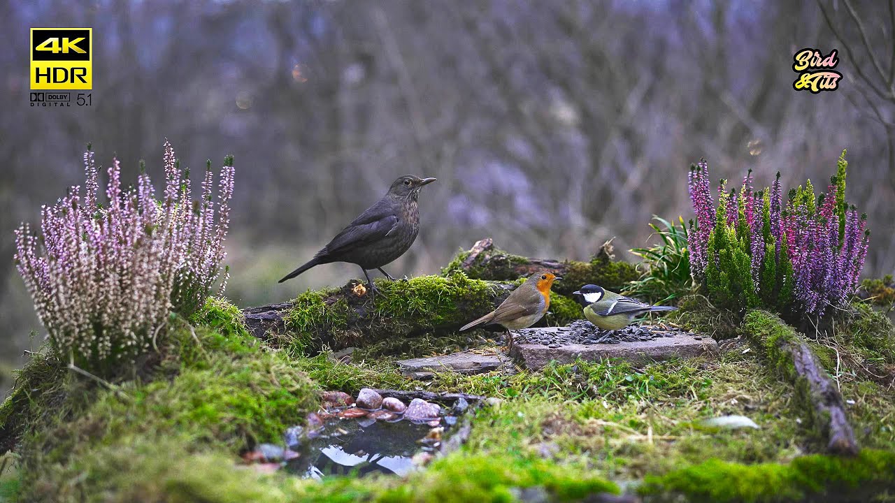 Cat tv 😻 Hungry birds in winter 🐦  4K HDR  🐶 PET tv