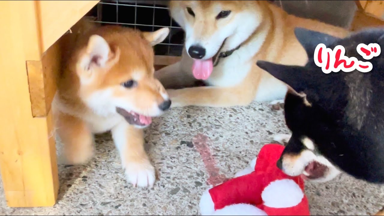 柴犬の子犬が黒柴りんごと遊びだすと何故か巨体アニキがそばで見守り出しますw