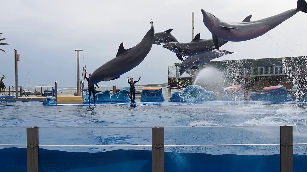 Marineland Dolphin Show (Mallorca)