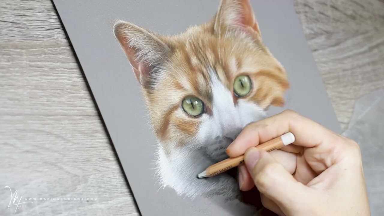 Roucky - chat aux pastels par Marion Tubiana