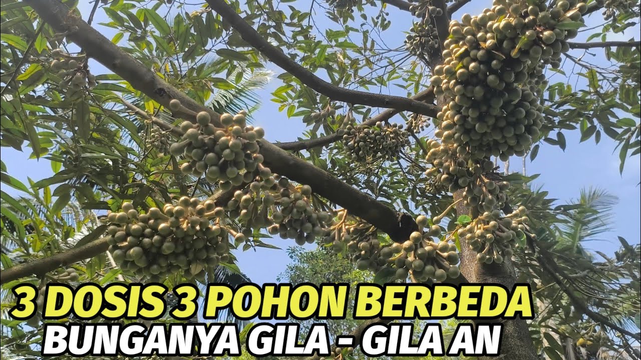 Hasil experiman di musim penghujan, semoga sampai final.