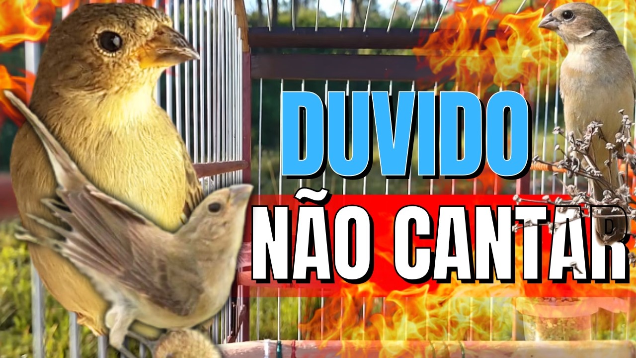 Essa Fêmea de Coleiro Levantar Qualquer Macho Fêmea Chamando Muito  Fêmea de Coleiro  Chamando