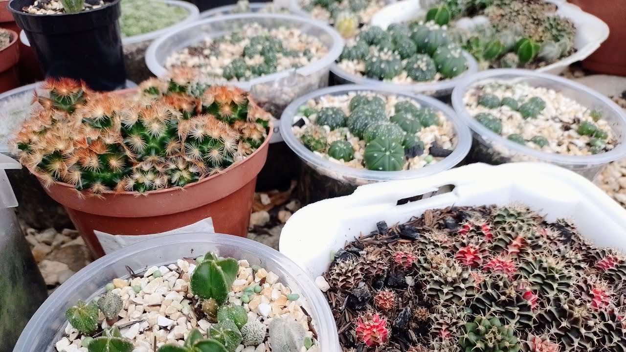 Обновление информации о питомнике