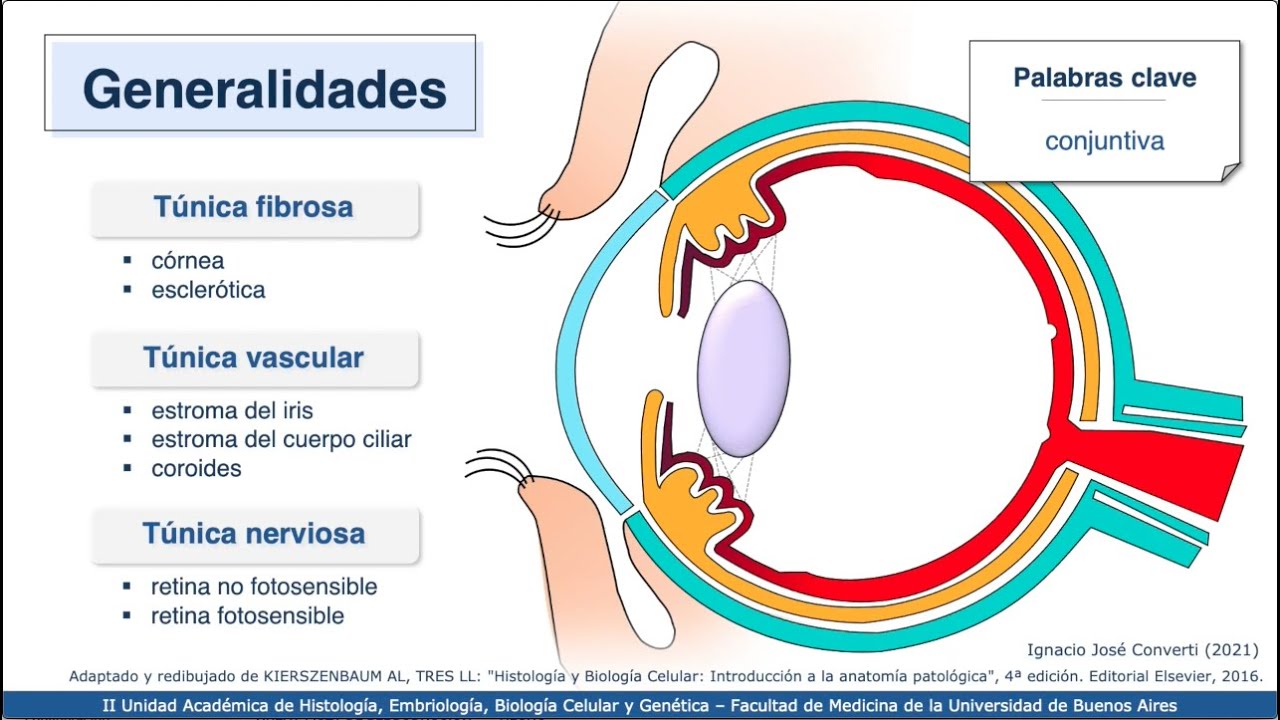 VIDEHISTO #62 | Aparato de la visión - Globo Ocular 1: Generalidades, túnica fibrosa y cristalino