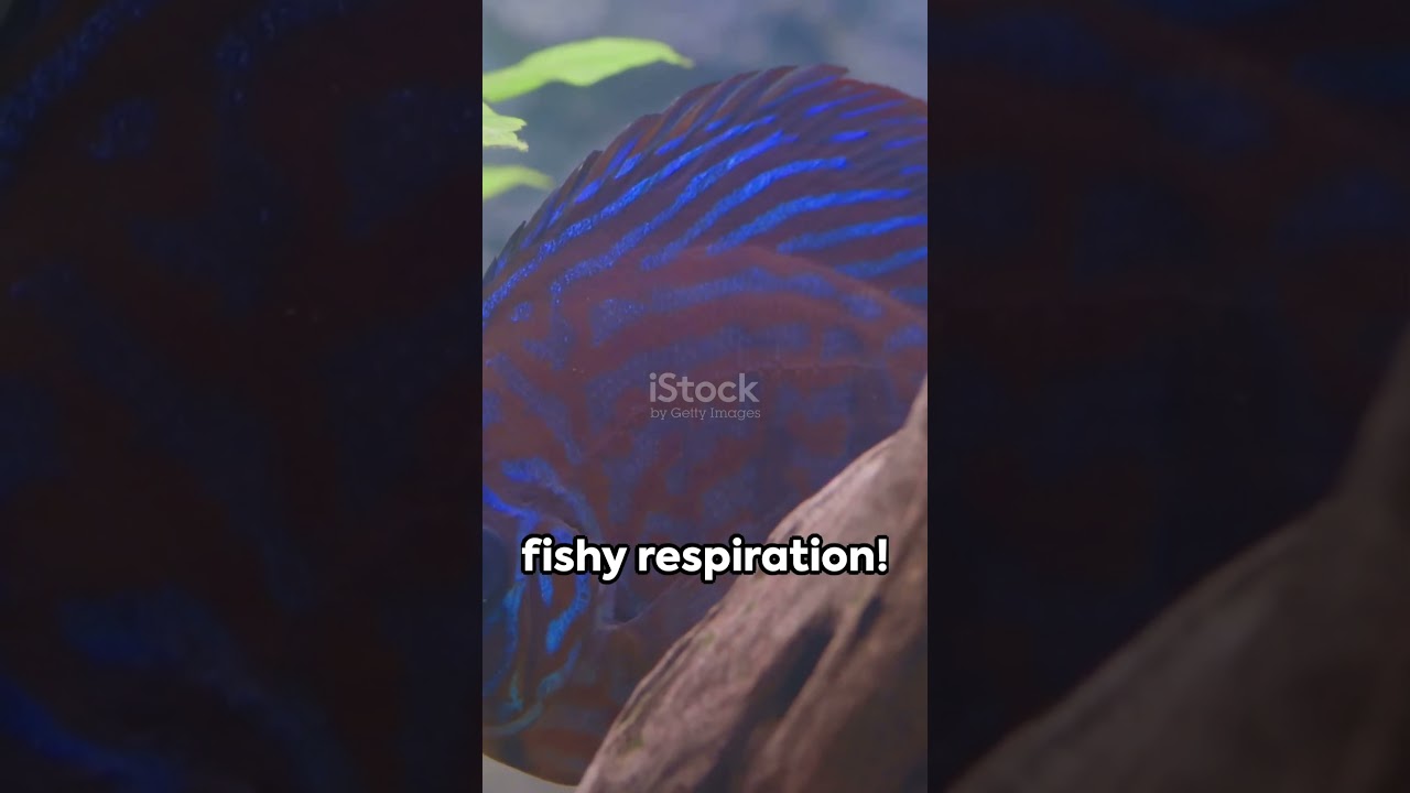 Fishy Breaths: The Aquatic Mystery🐟🌊