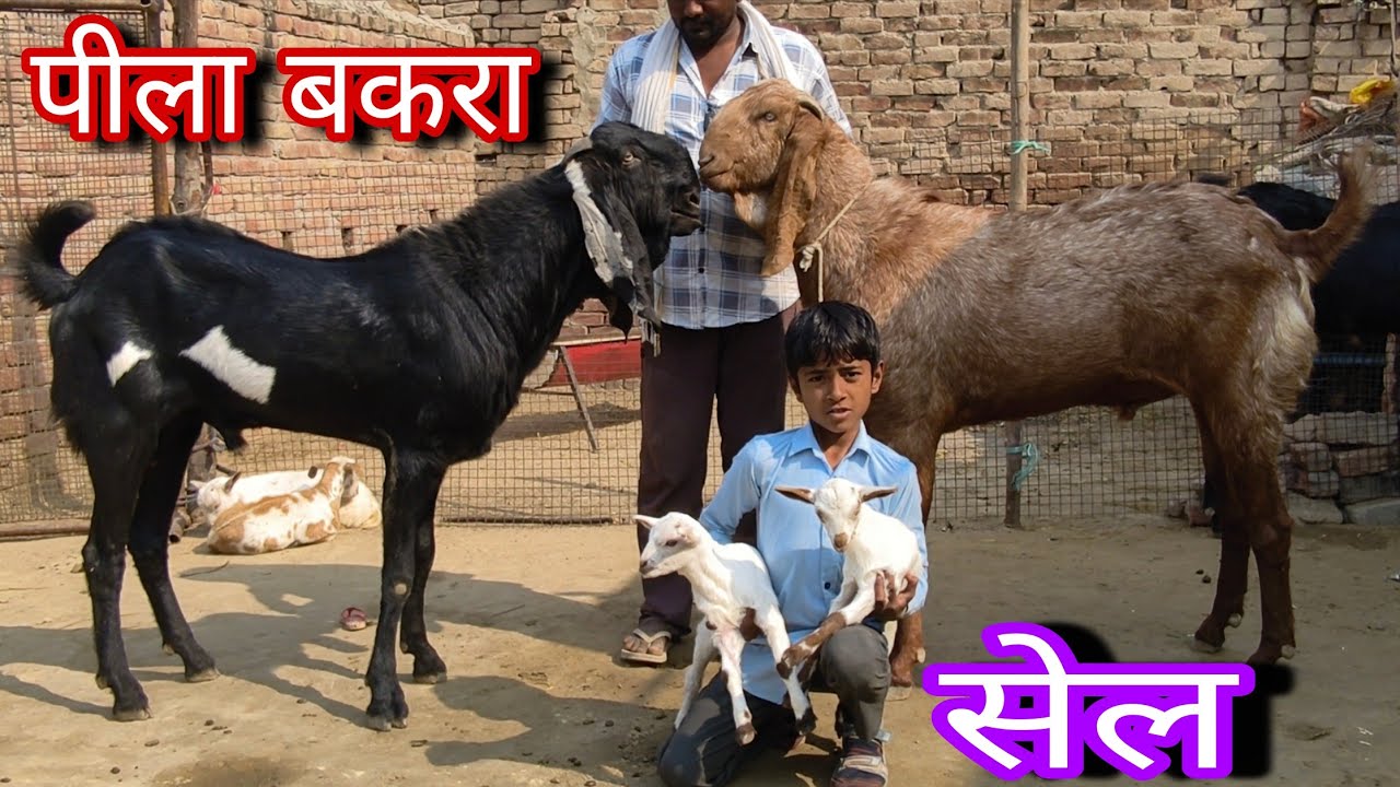 पीला बकरे वाला पंजाबी बकरी फार्म बिकाऊ 