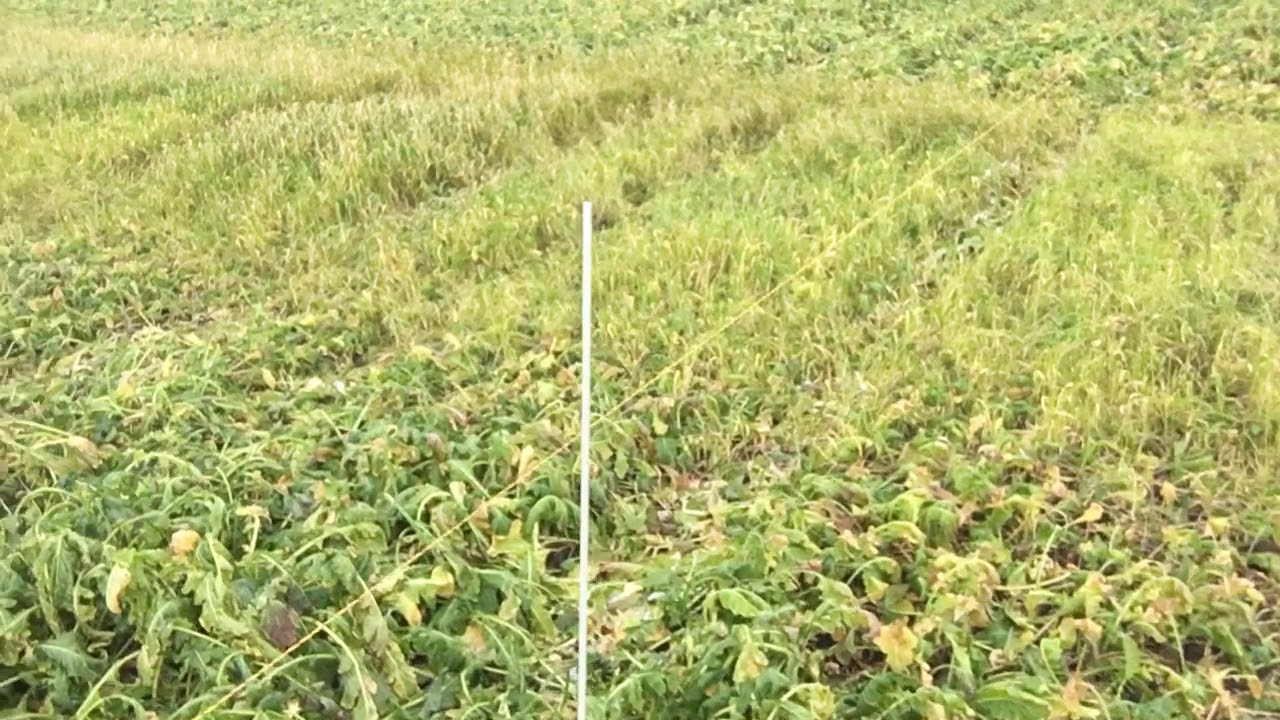 Cows Grazing Cover Crops in Central, MN