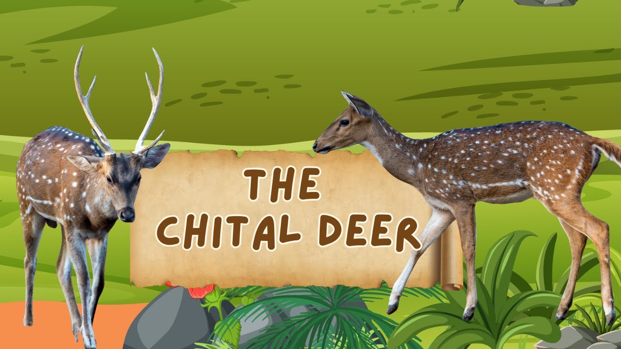 How Chital Eating Habits Change the Forest