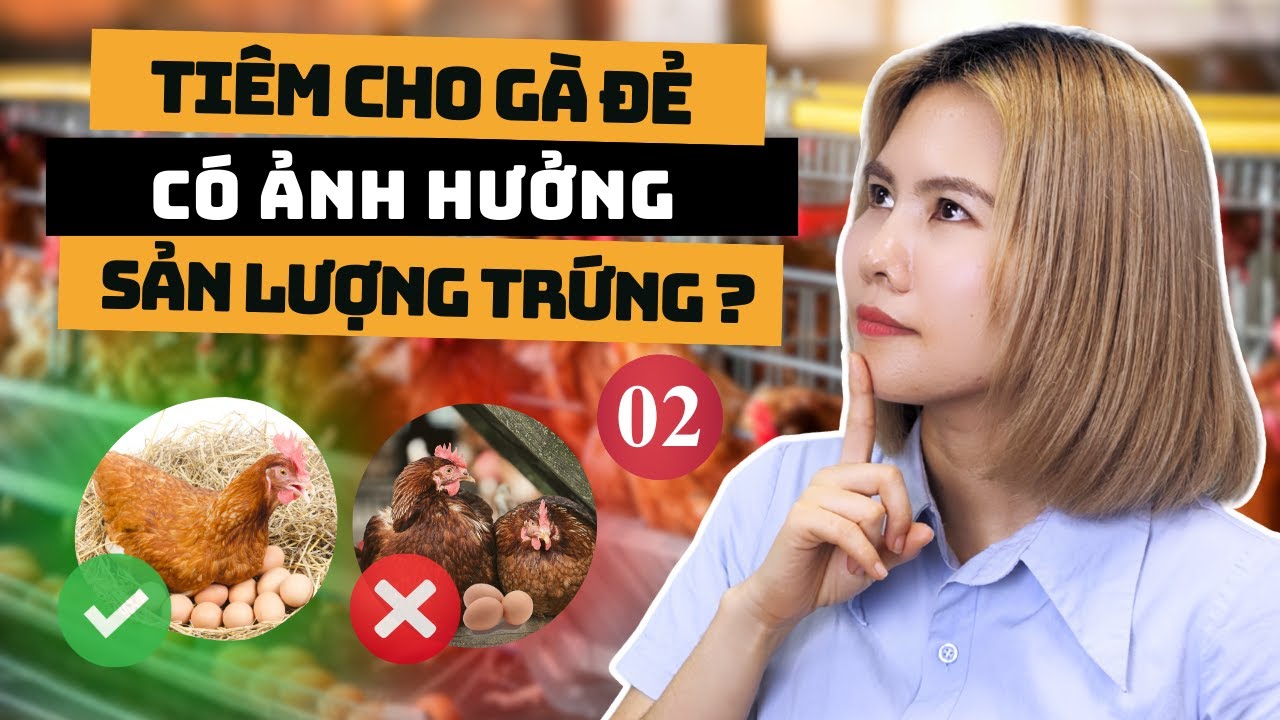 Hướng Dẫn Trị Khẹc, Hen Suyễn Cho Gà Đẻ Trứng & Bí Quyết Kích Trứng Hiệu Quả Không Cần Tiêm