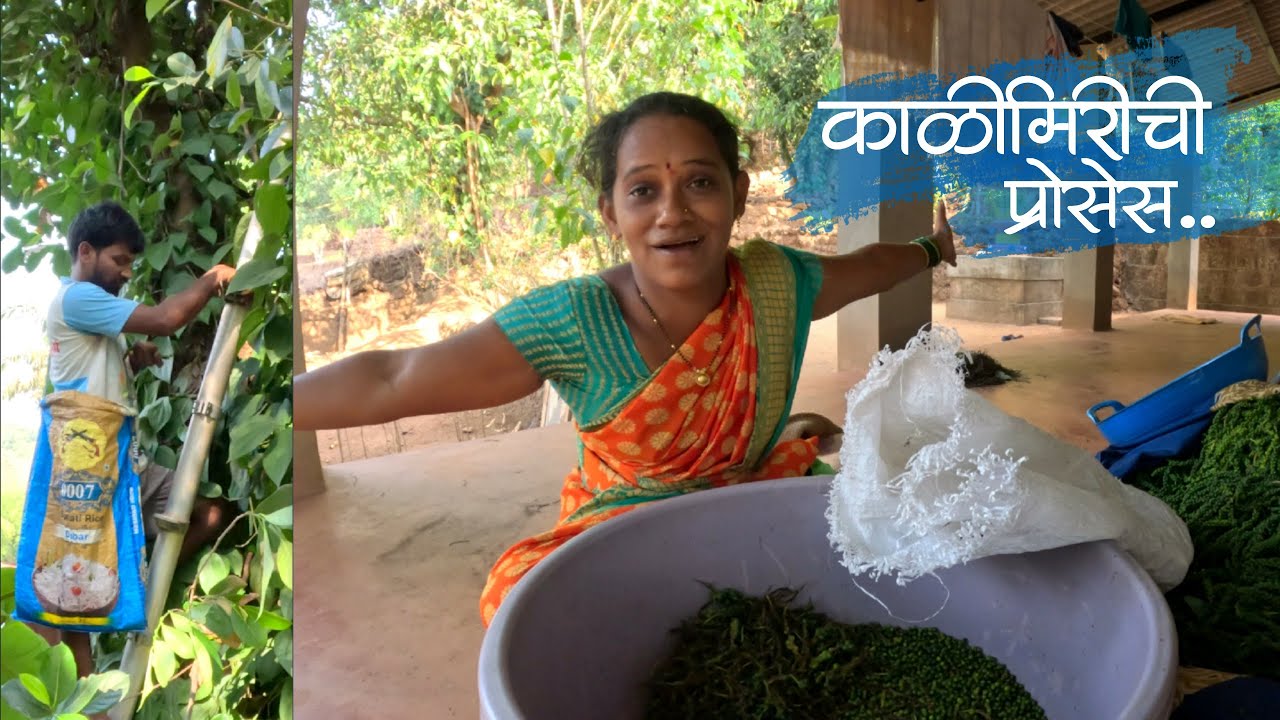 पुनग्या दाखवता हिरव्या काळीमिरी वरची ची प्रोसेस | कोंकणातील काळ सोनं #शेतकरी #kokan #malvani #kokani