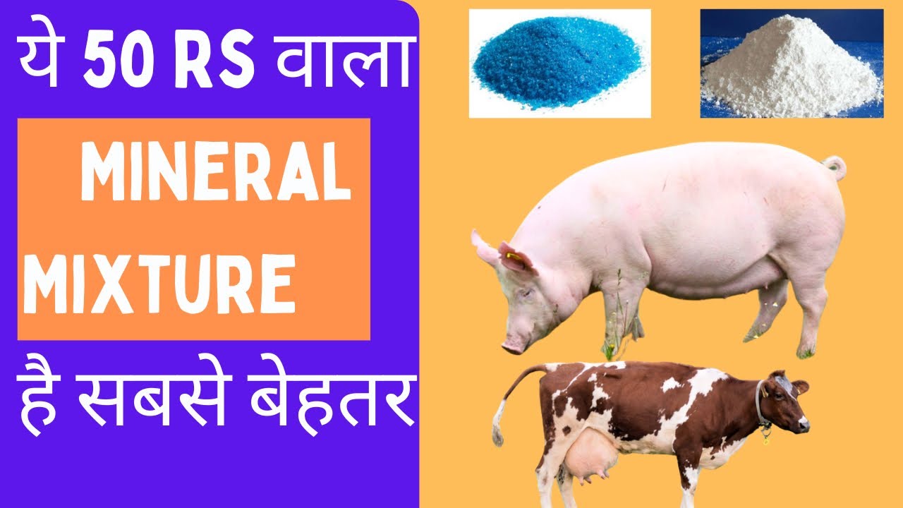 सस्ता और अच्छा MINERAL MIXTURE जानिये | घर पे त्यार करे | Mineral Mixture comparison @drcharandeep