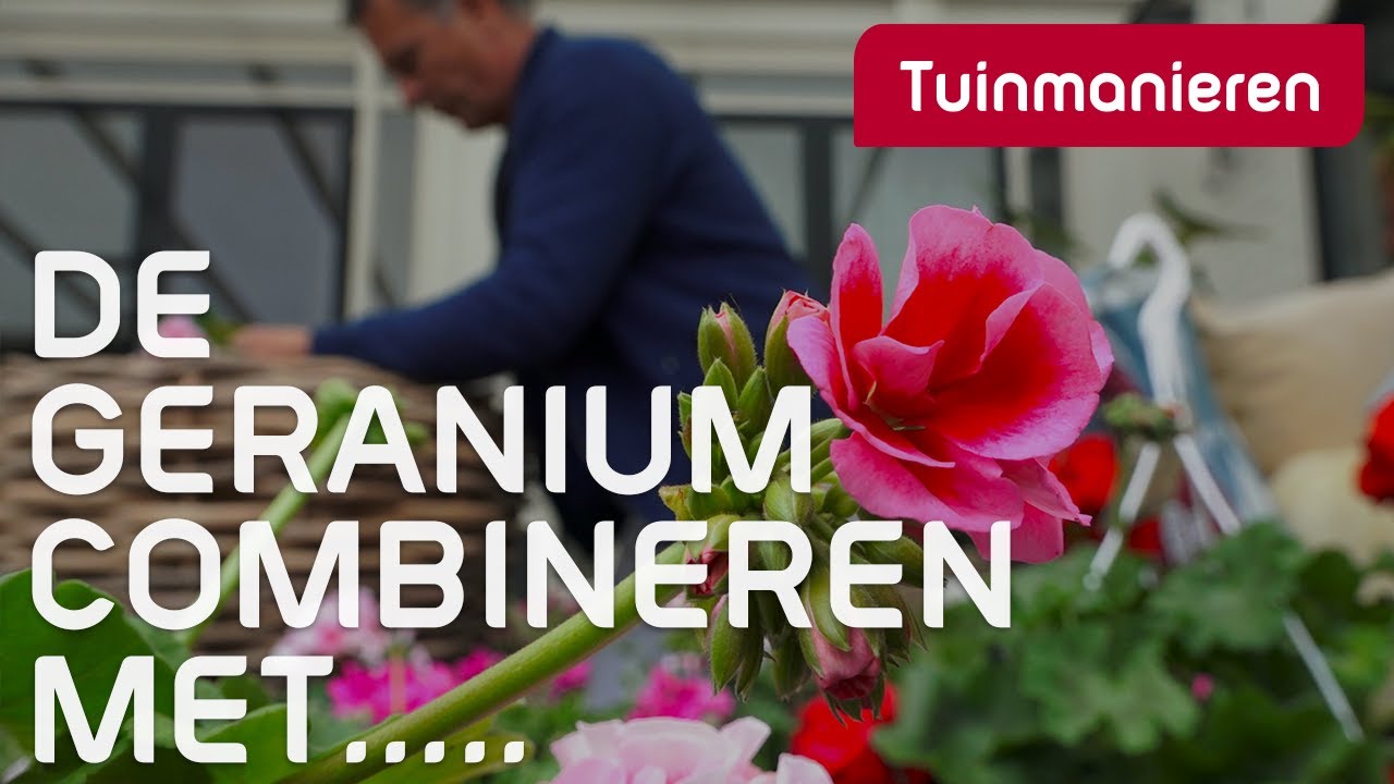 Combineer de geranium eens met iets anders | Lente | Tuinmanieren
