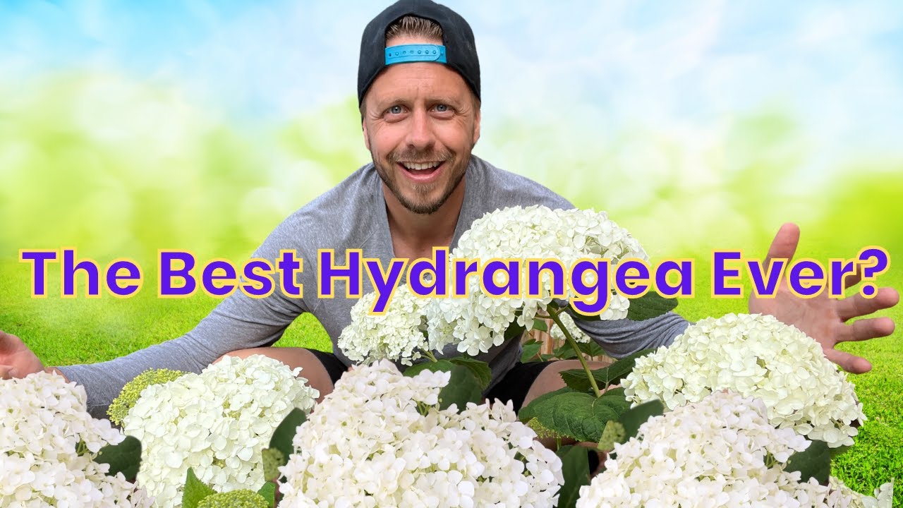 Incrediball Hydrangea from Proven Winners