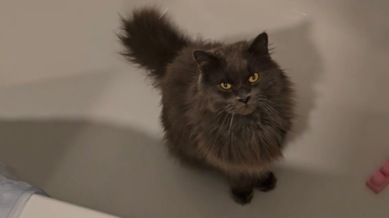 Ein Zar und seine Ente in der Badewanne