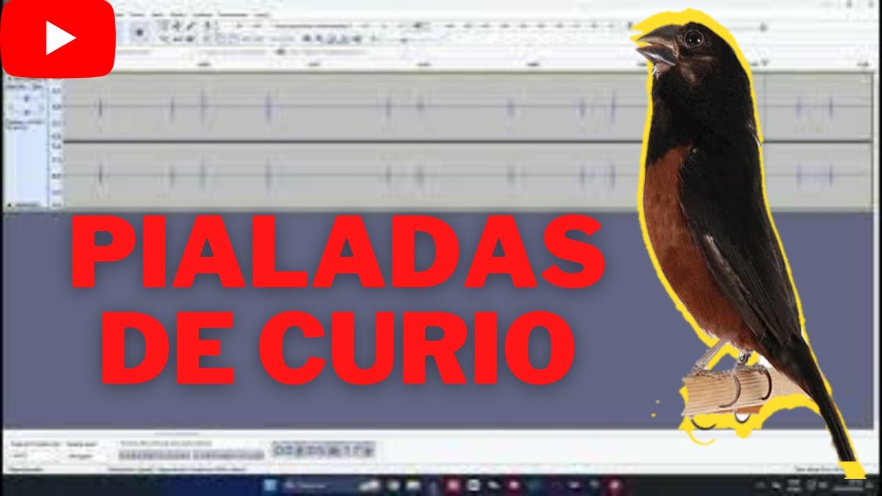 PIALADAS E CHAMADAS DE CURIO QUENTE | FOGUEAR CURIO FRIO COM PILADAS QUENTES