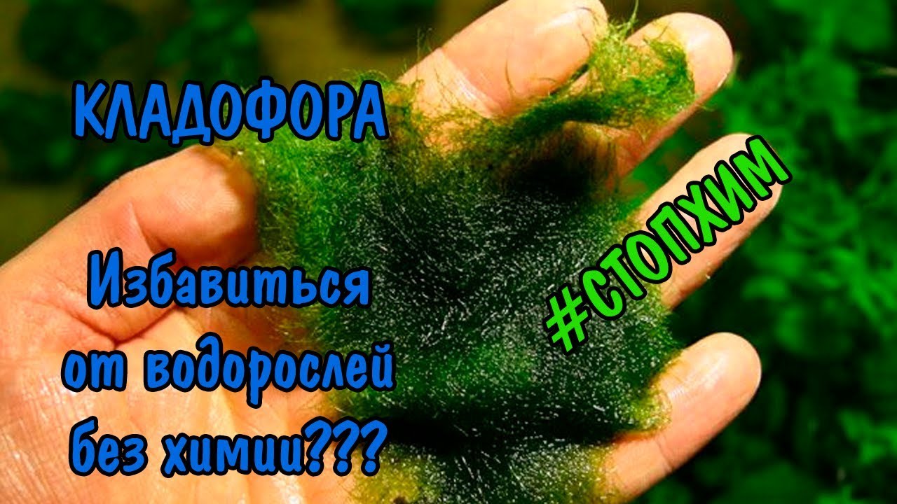 #СтопХим / КЛАДОФОРА. Как избавиться от водорослей без химии