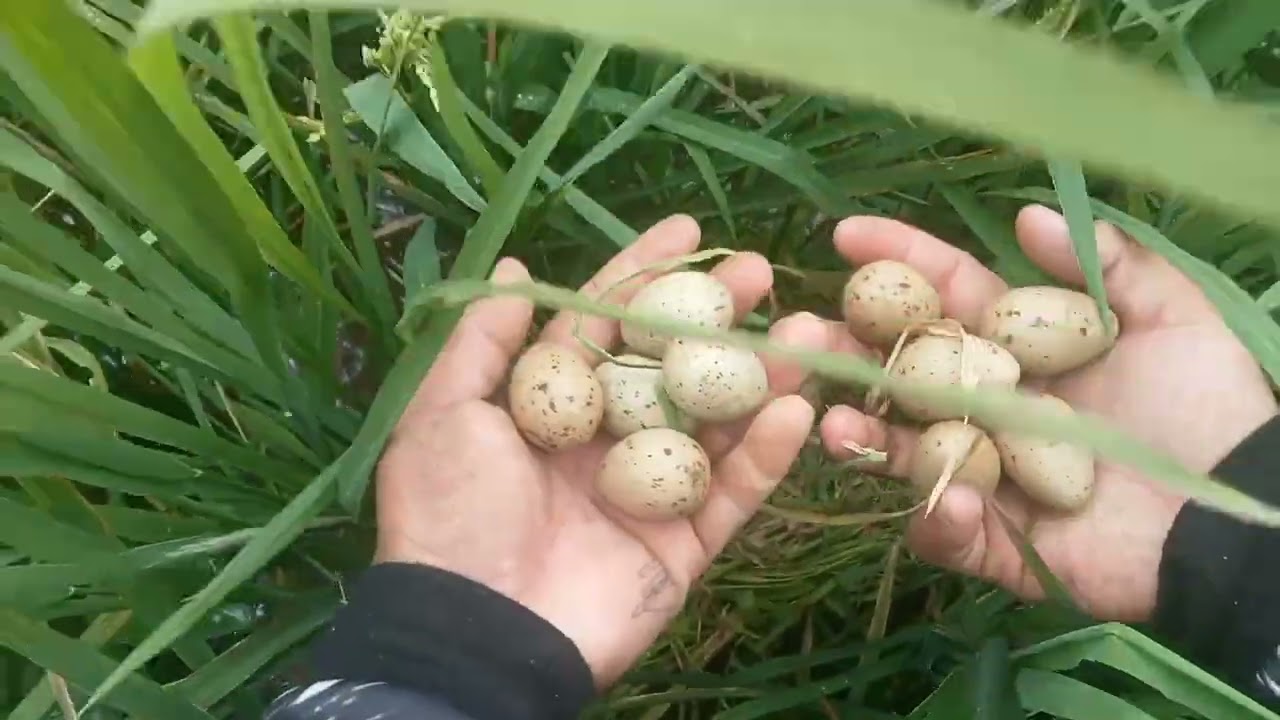 paghahanap ng itlog ng ibon sa may palayan