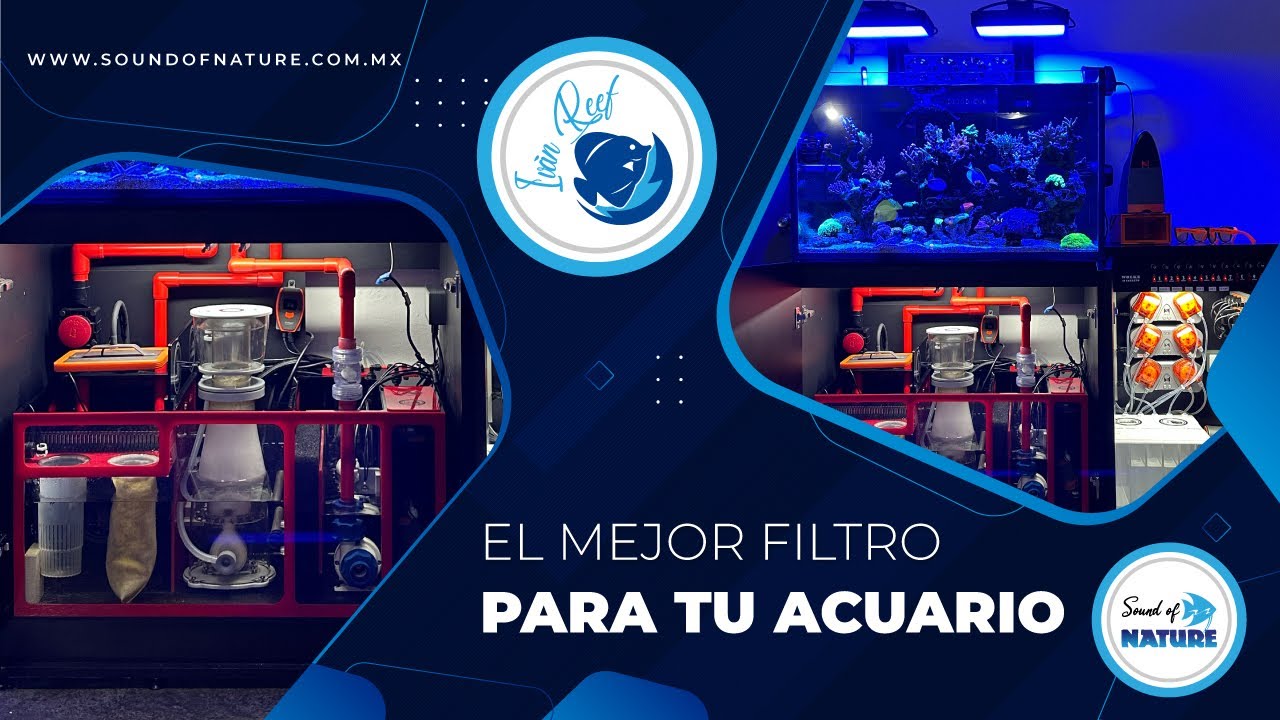 El mejor filtro para tu acuario