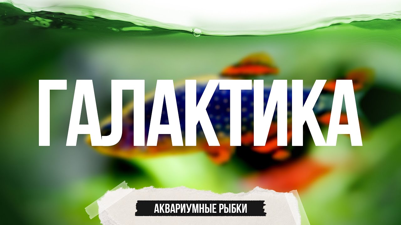 Сначала думали, что эта рыбка 