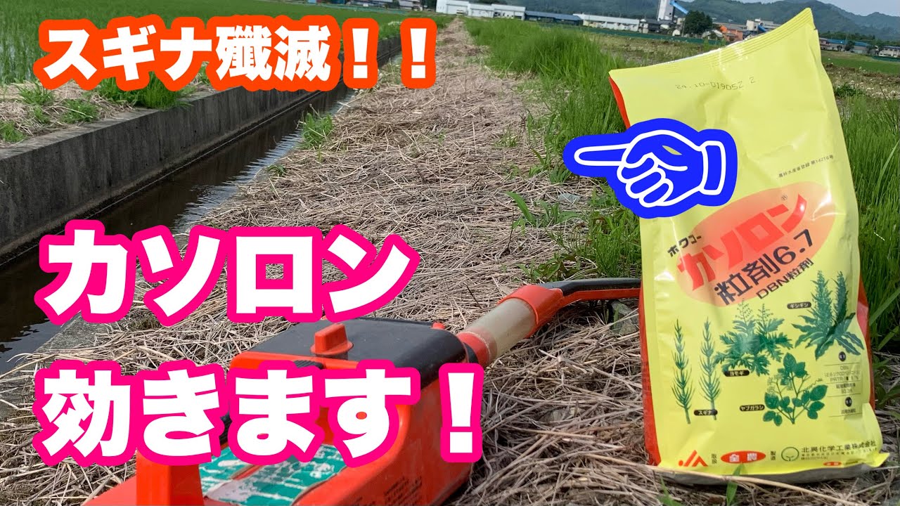 畦畔除草にこれ！スギナ殲滅！除草剤カソロン、めっちゃ効きます！