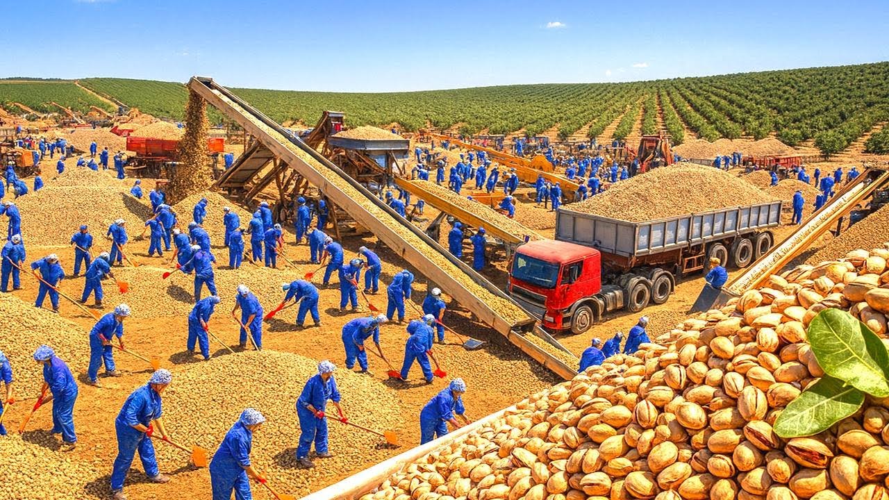 JAK się PRODUKUJE pistacje | TAK się ZBIERAJĄ i PRZETWARZAJĄ TONY pistacji