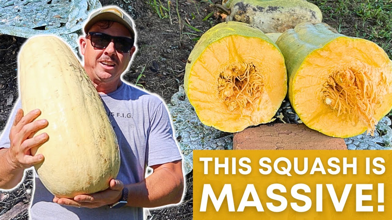 We Grew a GIANT Squash!