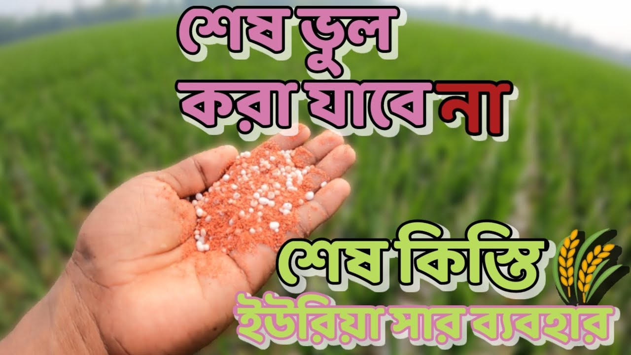 বোরো ধানের শেষ কিস্তি ইউরিয়া/শেষ চাপান সার ও পরিচর্যা | শেষ ভুল করা যাবে না | Caring of Boro Paddy