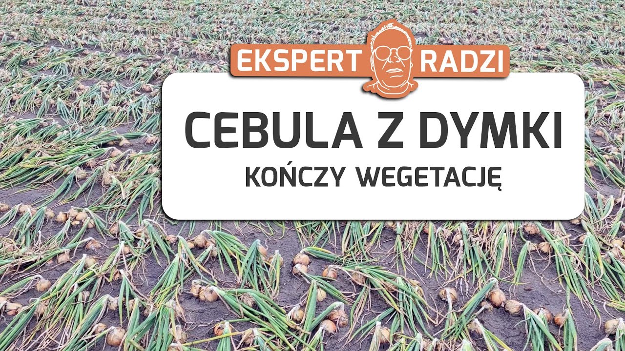 Zabiegi w końc&oacute;wce wegetacji cebuli z dymki - Piotr Borczyński