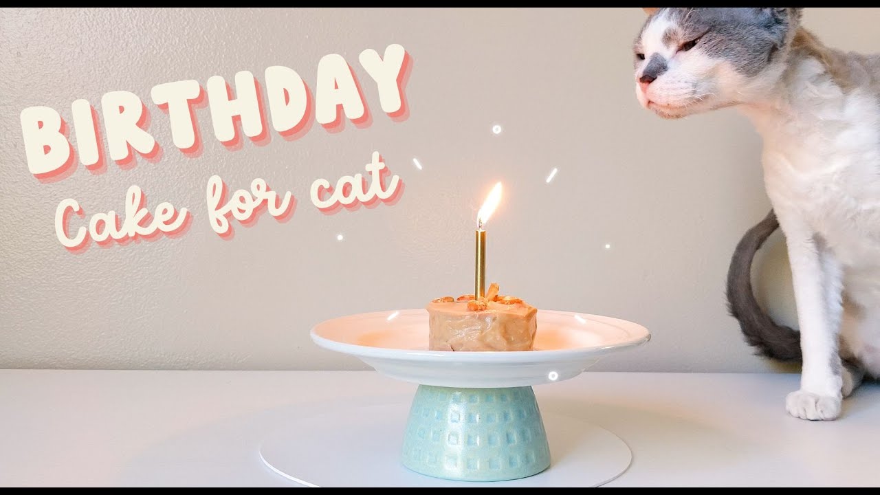 How to make Birthday cake for cat  Eating cake ASMR