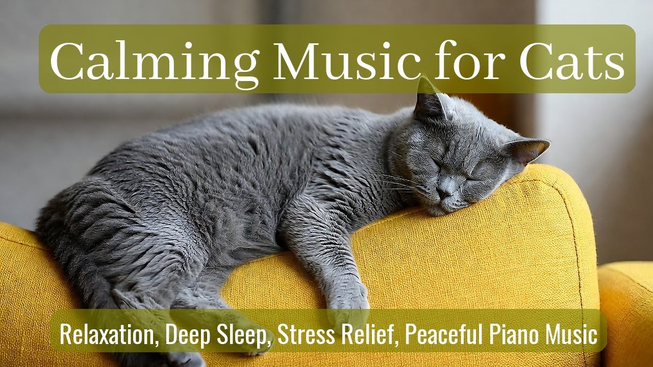 LIVE Relaxing Sleeping Cats for Stress Relief 🧘 | Season 92